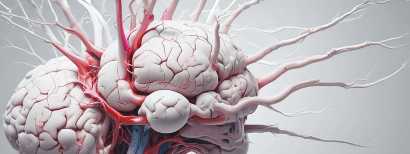 Central Nervous System Anatomy Quiz