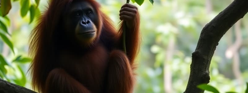 Rakus the Sumatran Orangutan Quiz