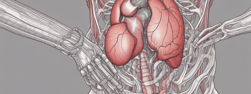 Anatomy of the Stomach