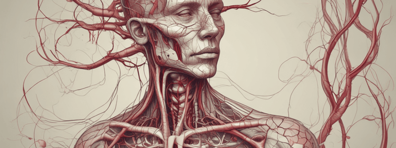 Blood Vessels and Circulation