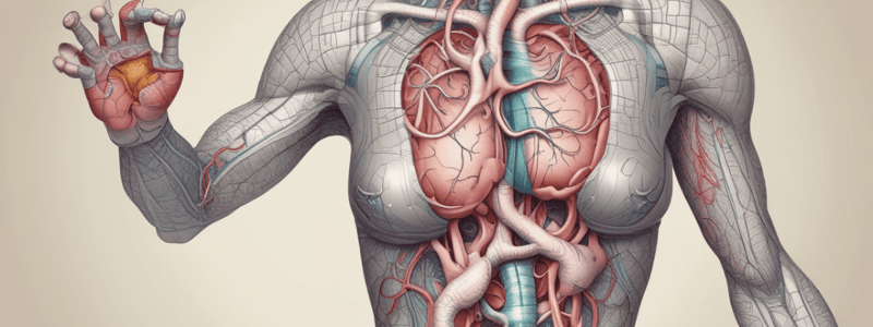 stomach & pancreas