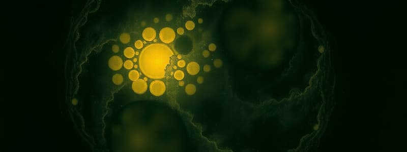 Cell Cycle Overview