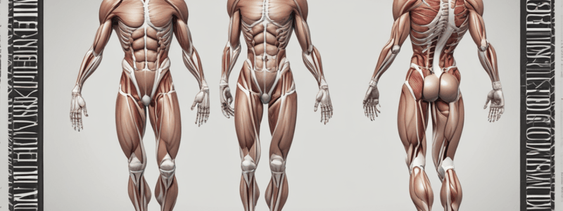 Biomechanics: Kinetics and Muscle Contraction