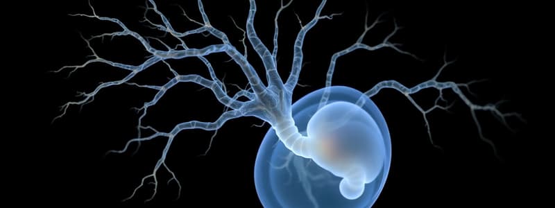 Embyology: Ectoderm and Neurulation