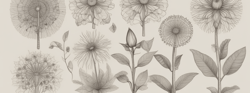 Angiosperm Structure and Characteristics