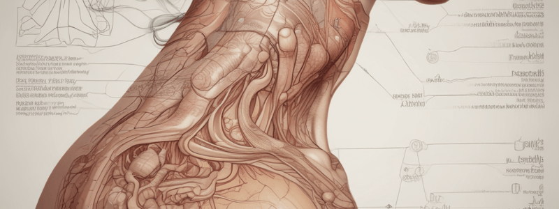 Dermis and Epidermis Structure