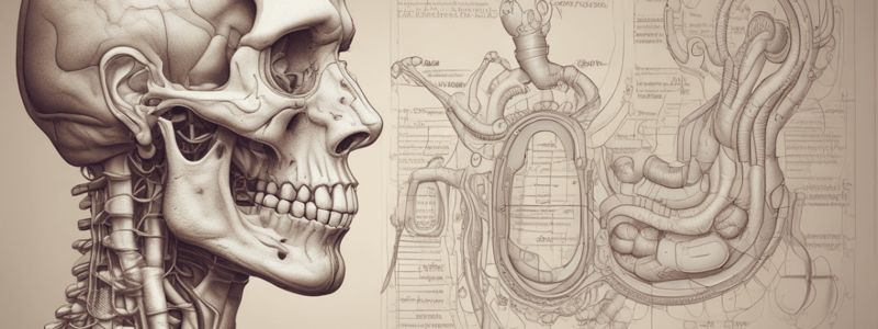 Liver and Gallbladder: Anatomy, Functions, and Cell Biology