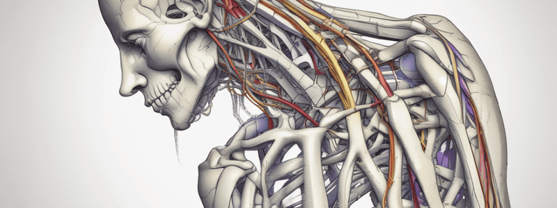 Erbs Palsy and Brachial Plexus Injuries