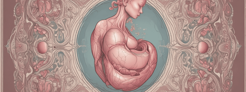 Human Anatomy: Uterus and Fetus