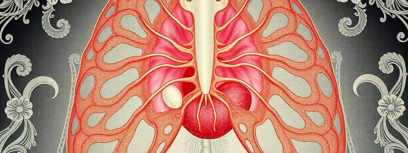 Embryonic Development of the Diaphragm