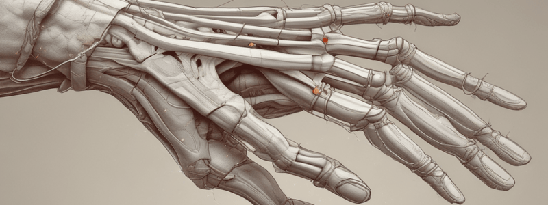 Anatomy of the Hand