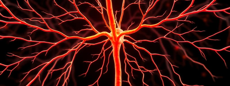 Nervous System Overview and Subdivisions