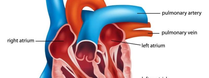 Anatomía del Corazón. Quiz 1