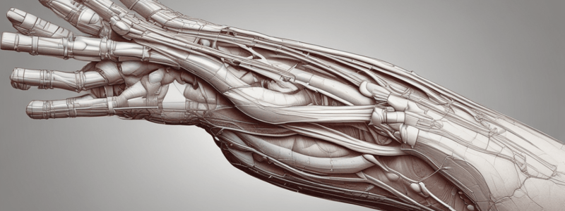 Anatomy of Forearm Muscles