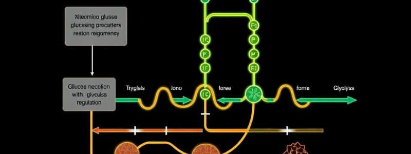 Glucose Metabolism Overview and Regulation