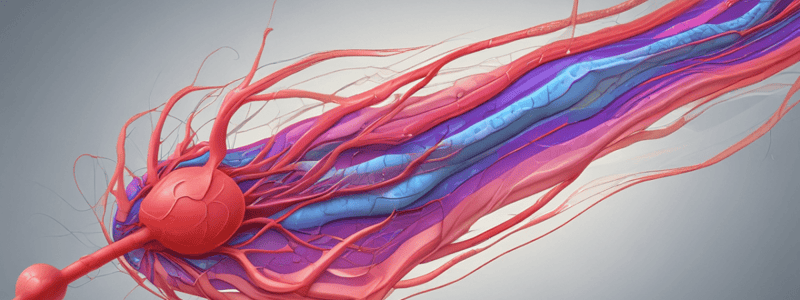 Arteriovenous Differentiation Defects: AVM and HHT