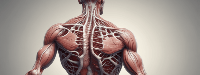 Muscle Contraction and the Sliding-Filament Model