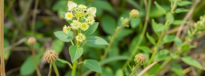 Climate Change and Plant Invasions