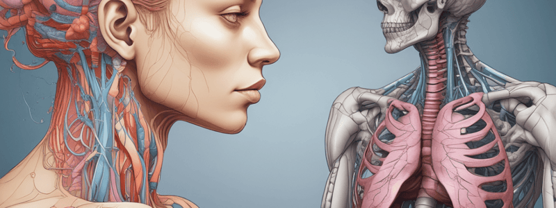 Biology Chapter 22: Respiratory System