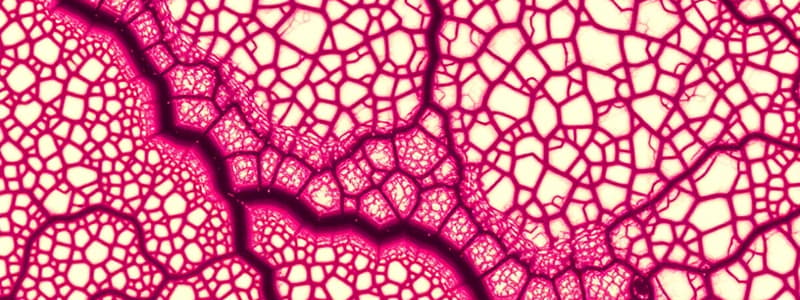 Types of Connective Tissue