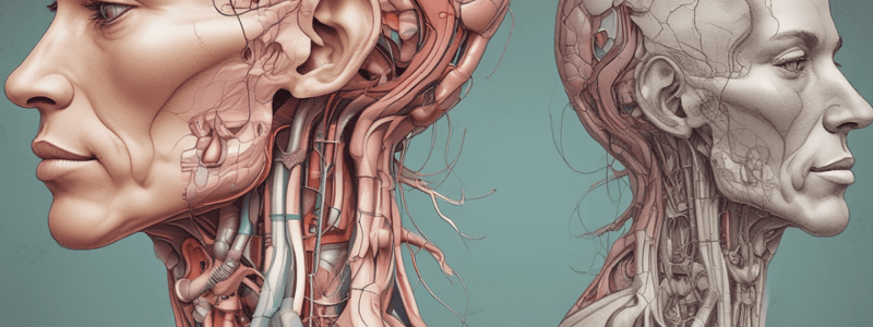 Anatomy of the Parotid Gland