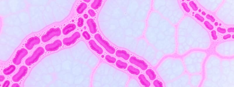 Epithelial Tissue Characteristics and Functions