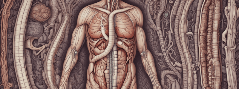 Colon Structure and Functions