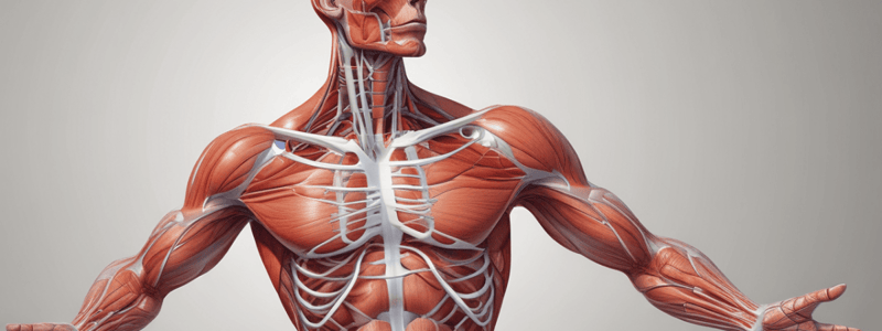 Functions of the Muscular System