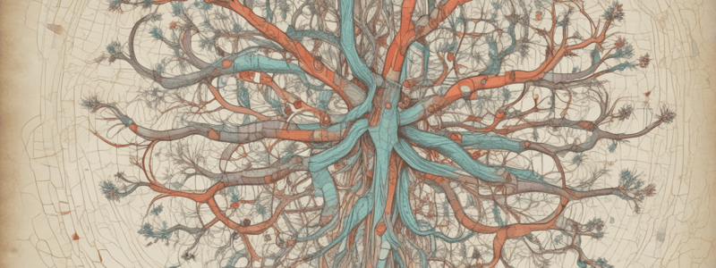 Central Nervous System Stimulants Quiz