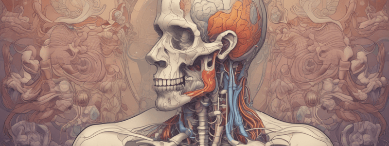 Anatomy of the Respiratory System