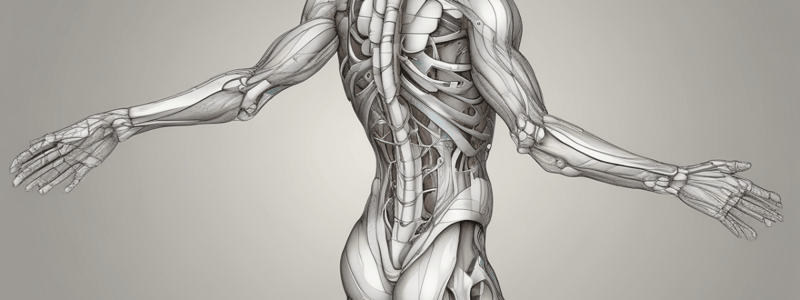 Lower Limb Anatomy: Hip Region and Thigh