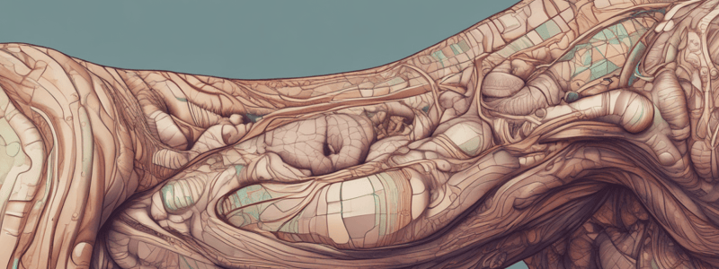 Skin Anatomy and Structure