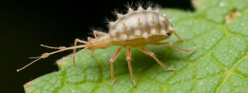 Leaf Gall Mite - Aceria pongamiae Overview