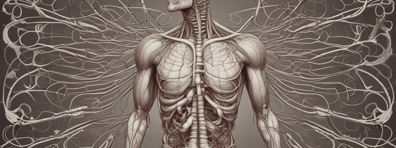 The Respiratory Tract