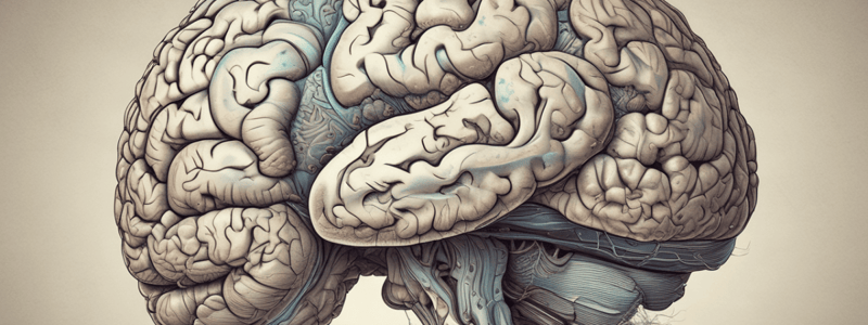 Neuroanatomy: Cerebrum Structure