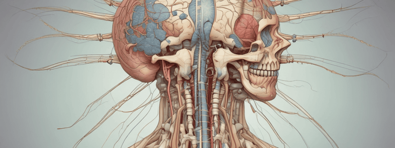 Cranial Nerves and their Functions