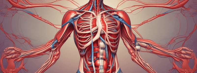 Human Body and Blood Flow Quiz