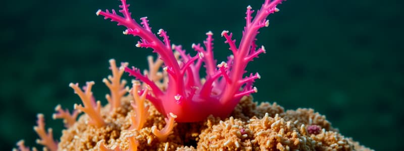 Marine Invertebrates: Sponges