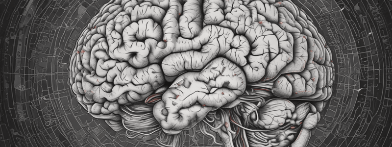 Anatomía del Cerebro: Lóbulos Craneales