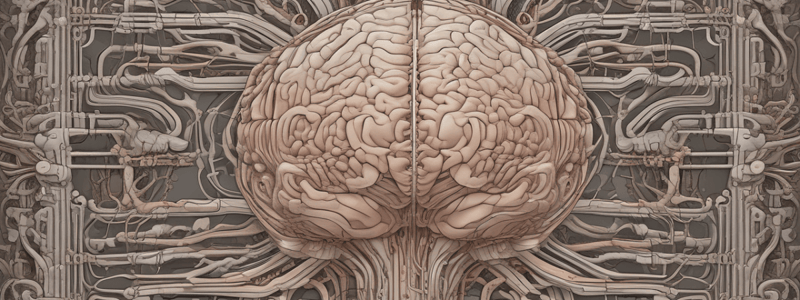 Meninges and Their Functions