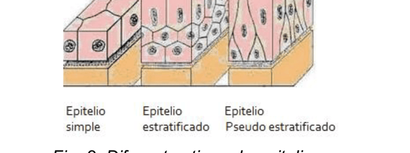 46. Quiz 4 tejidos básicos a sustancia fundamental 105 a 113