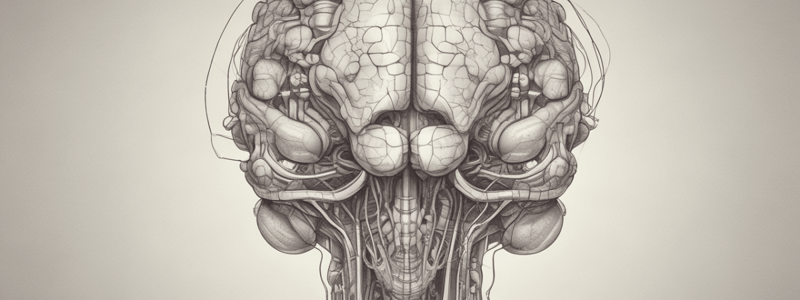 Anatomía del Bulbo Raquídeo