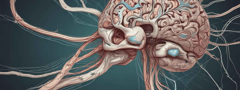 Anatomy of the Central Nervous System