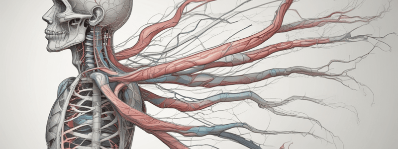 Structure of the Nervous System