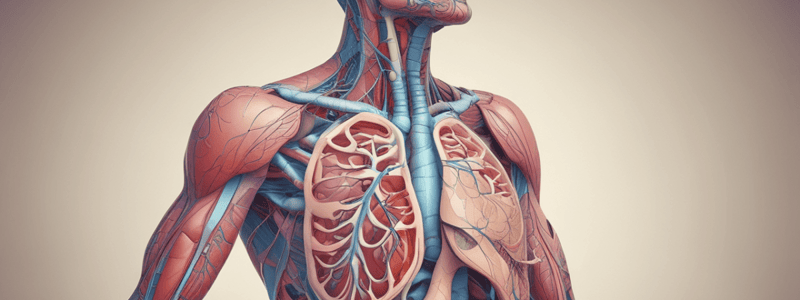 The Respiratory System