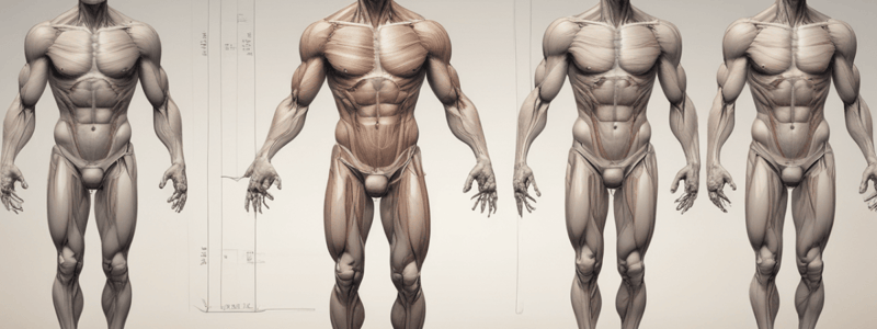 Human Body Muscles Diagram