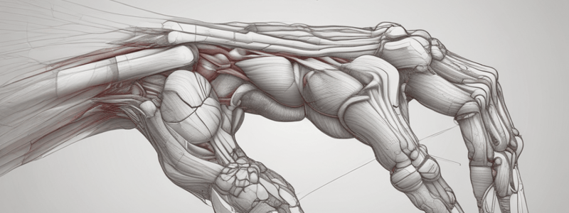 Muscles of the Hand