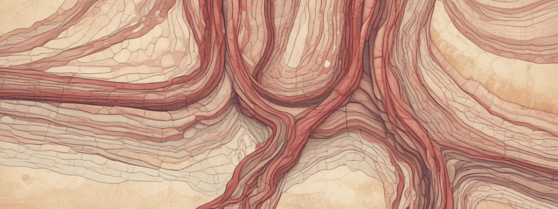 Epidermis Structure and Function