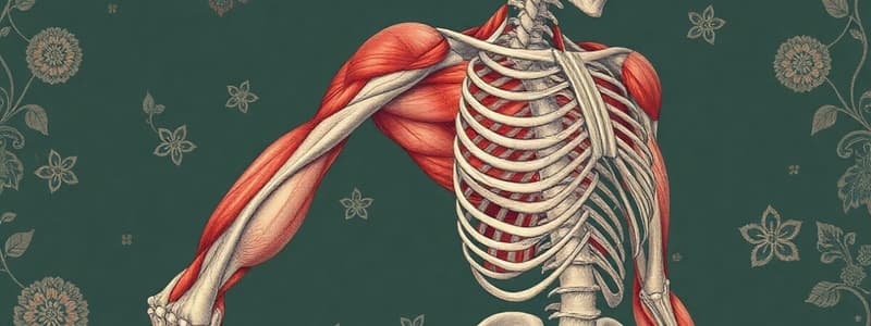 Muscle Tissue Overview