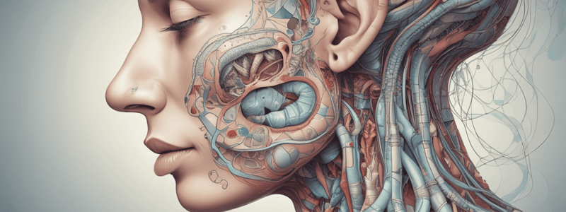 Respiratory System Anatomy: Nose Functions and Cilia